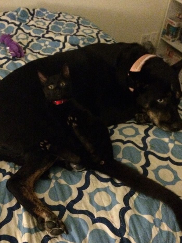 Post Pictures Of Cats And Dogs Living Together