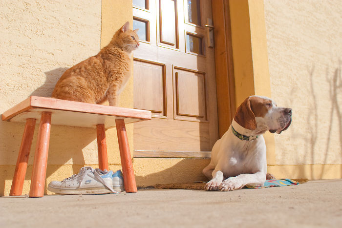 Post Pictures Of Cats And Dogs Living Together