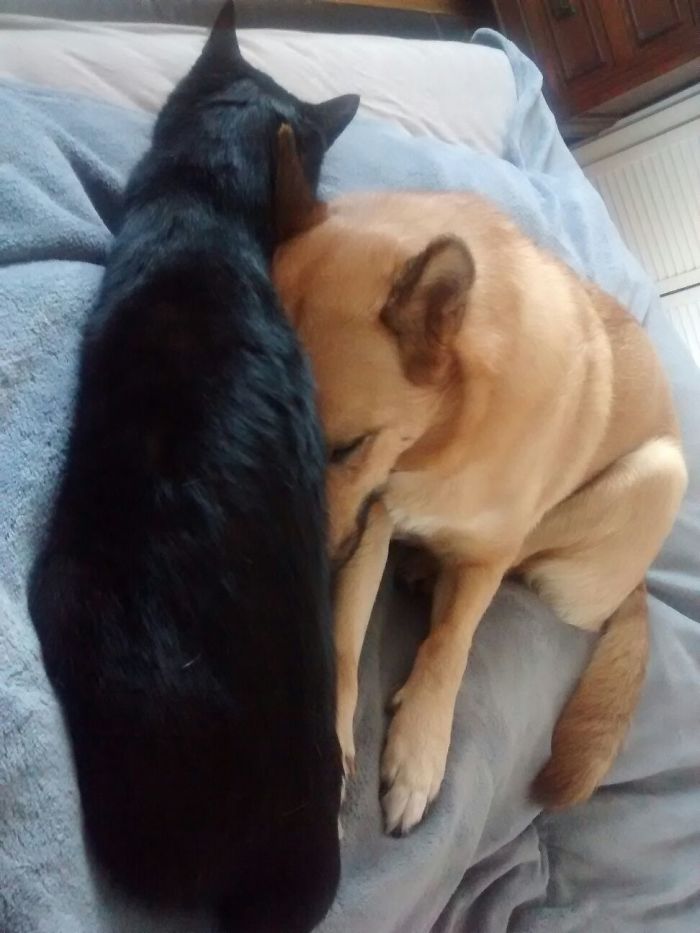Post Pictures Of Cats And Dogs Living Together