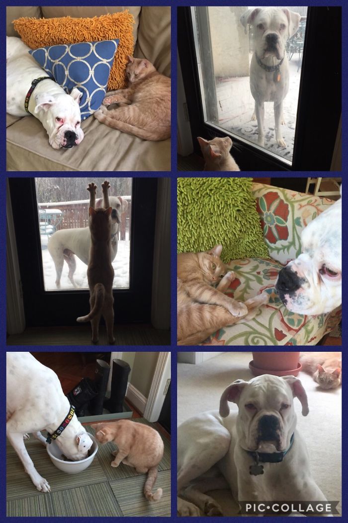 Post Pictures Of Cats And Dogs Living Together