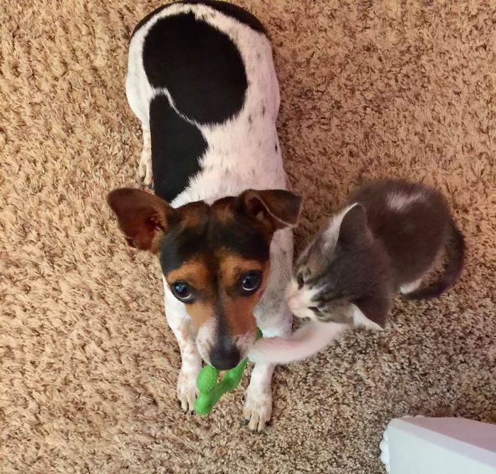 Post Pictures Of Cats And Dogs Living Together