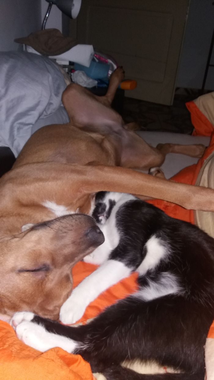 Post Pictures Of Cats And Dogs Living Together