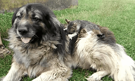Post Pictures Of Cats And Dogs Living Together