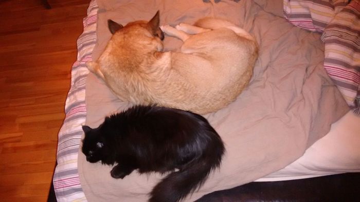 Post Pictures Of Cats And Dogs Living Together