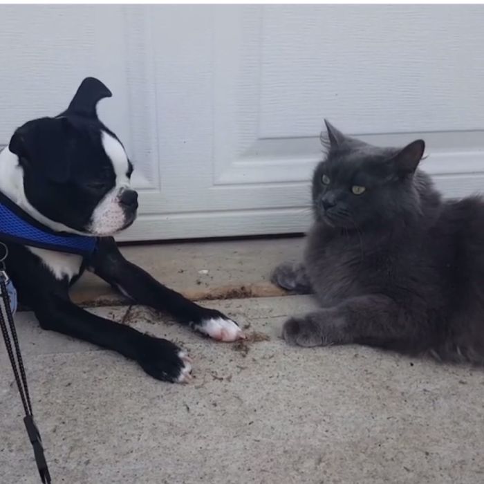 Post Pictures Of Cats And Dogs Living Together