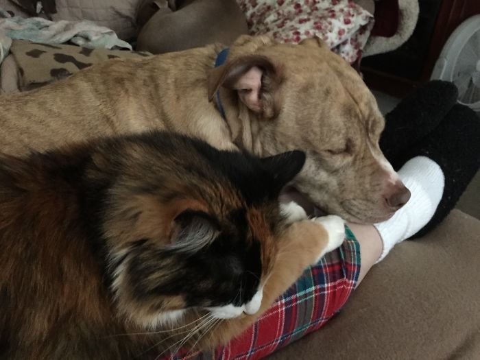 Post Pictures Of Cats And Dogs Living Together