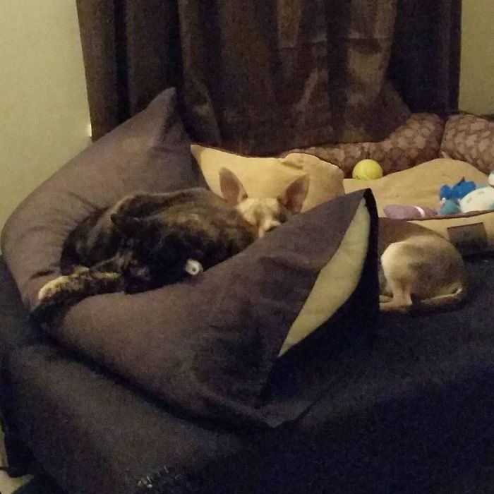 Post Pictures Of Cats And Dogs Living Together