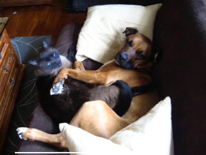 Post Pictures Of Cats And Dogs Living Together