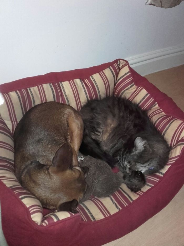 Post Pictures Of Cats And Dogs Living Together