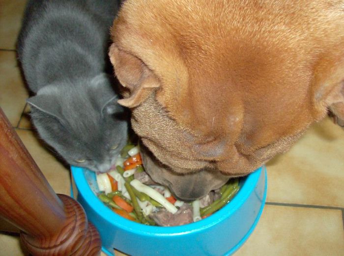 Post Pictures Of Cats And Dogs Living Together