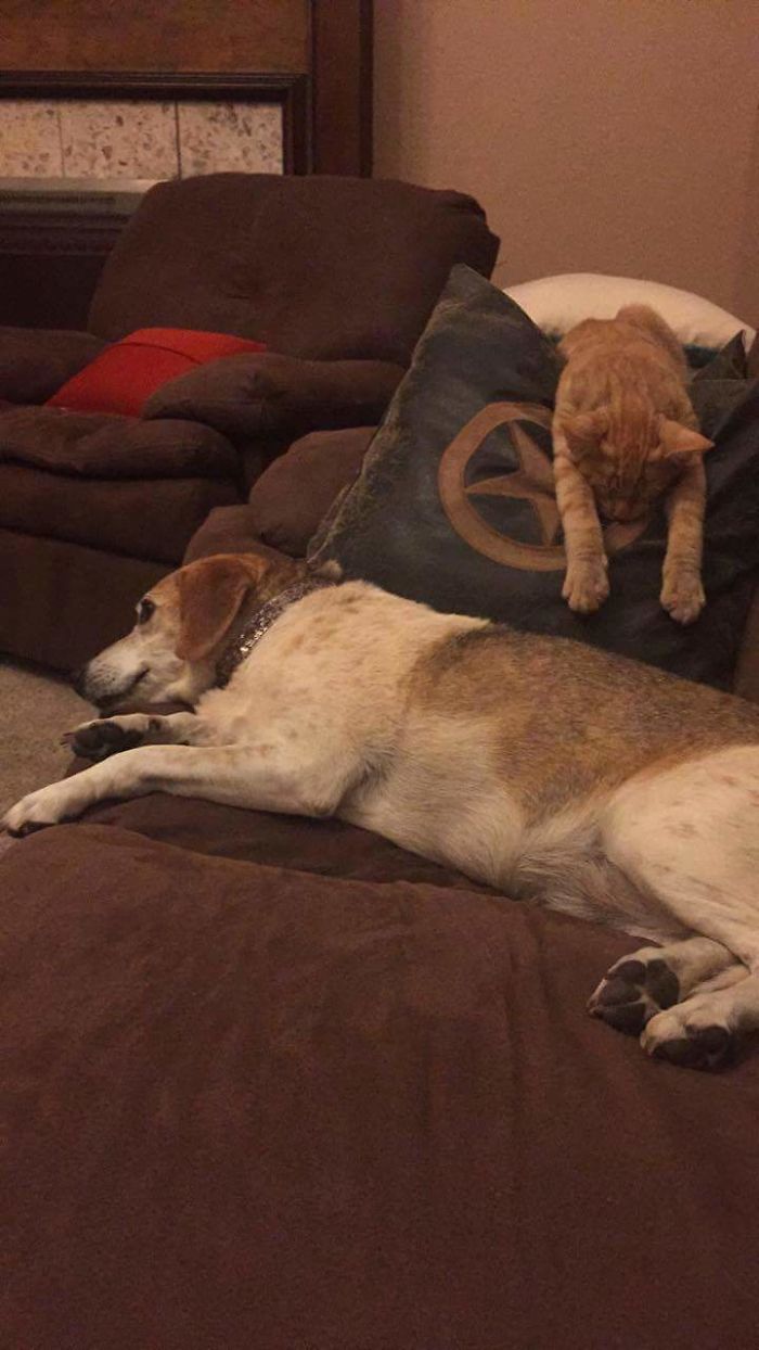 Post Pictures Of Cats And Dogs Living Together
