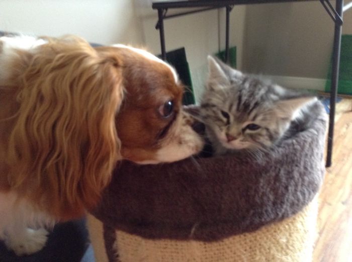 Post Pictures Of Cats And Dogs Living Together