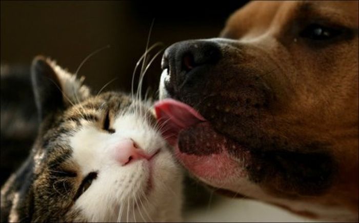 Post Pictures Of Cats And Dogs Living Together
