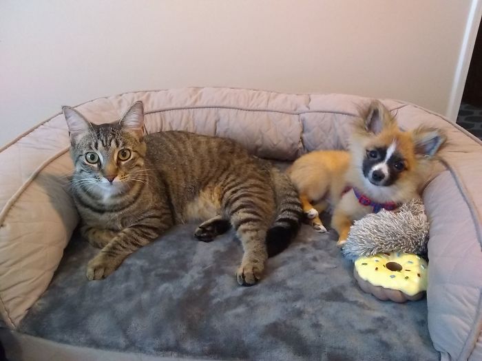 Post Pictures Of Cats And Dogs Living Together
