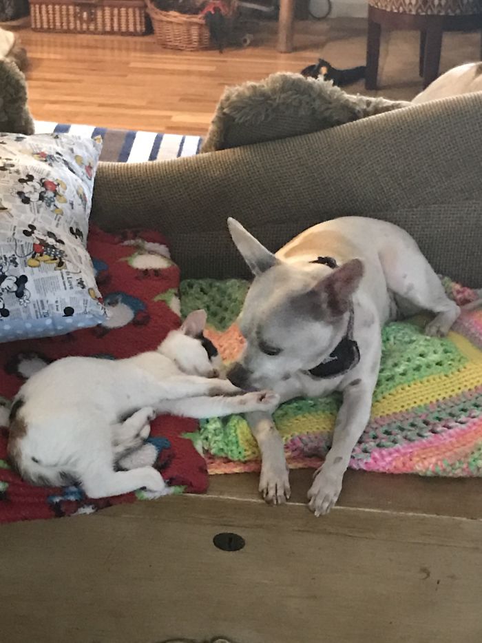 Post Pictures Of Cats And Dogs Living Together