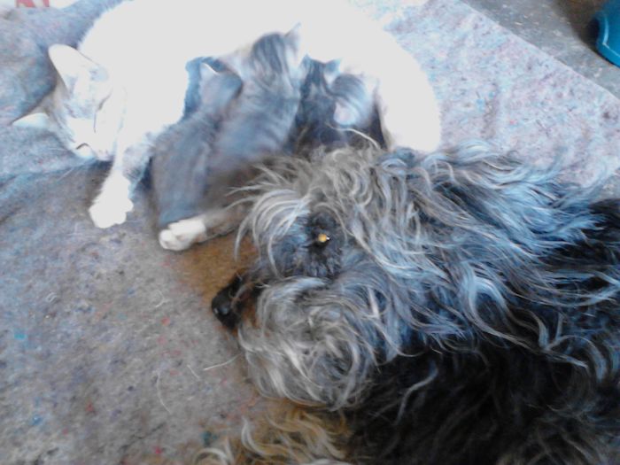 Post Pictures Of Cats And Dogs Living Together