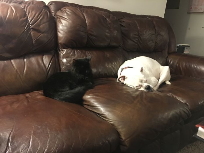 Post Pictures Of Cats And Dogs Living Together