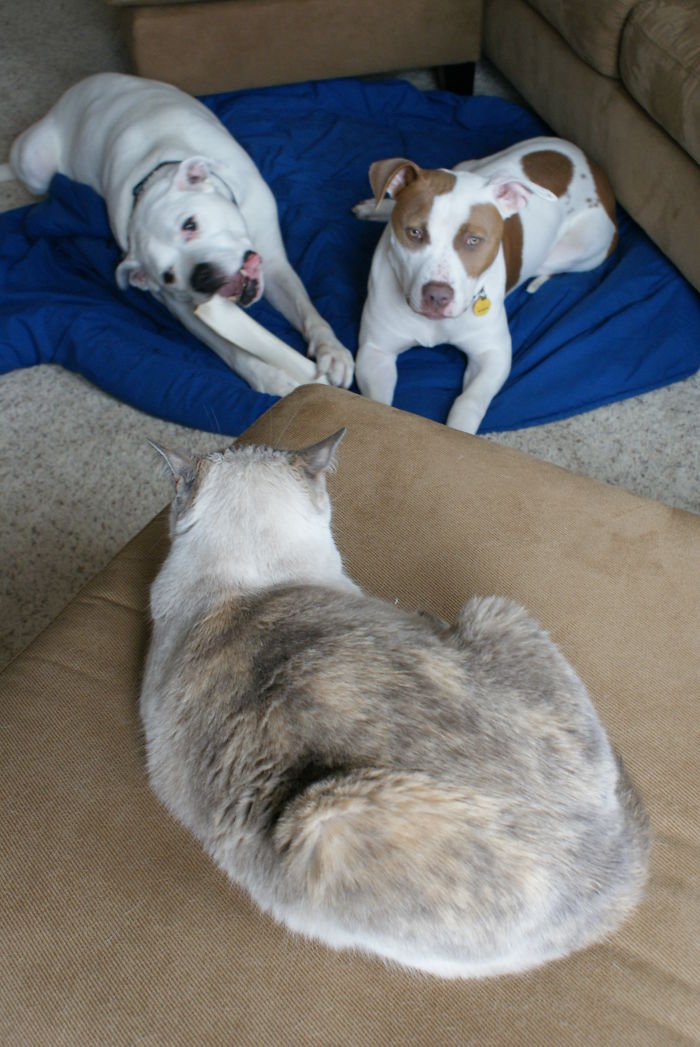 Post Pictures Of Cats And Dogs Living Together