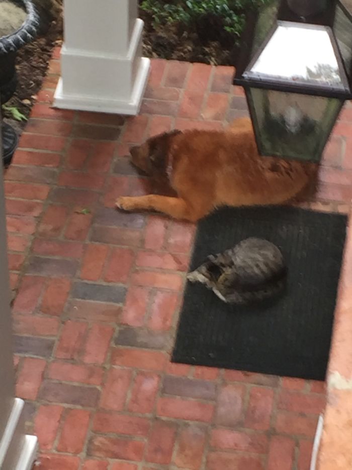 Post Pictures Of Cats And Dogs Living Together