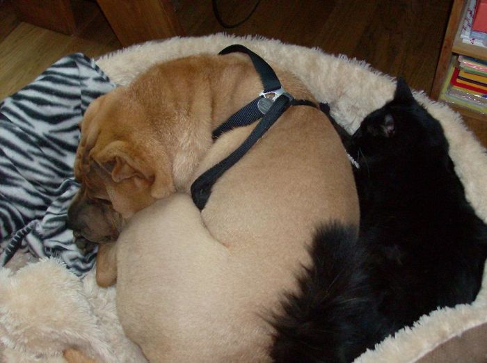 Post Pictures Of Cats And Dogs Living Together