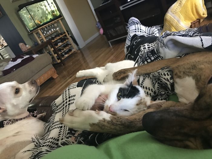 Post Pictures Of Cats And Dogs Living Together