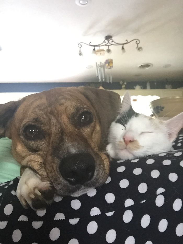 Post Pictures Of Cats And Dogs Living Together