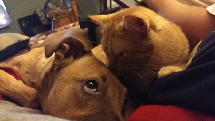 Post Pictures Of Cats And Dogs Living Together