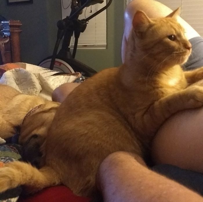 Post Pictures Of Cats And Dogs Living Together