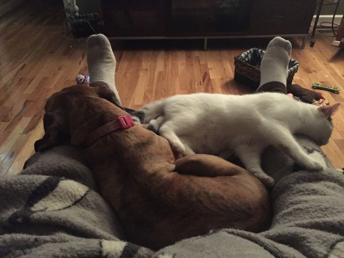 Post Pictures Of Cats And Dogs Living Together