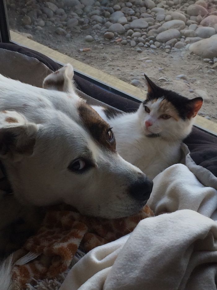 Post Pictures Of Cats And Dogs Living Together