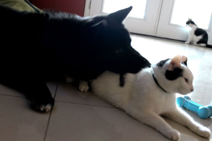 Post Pictures Of Cats And Dogs Living Together