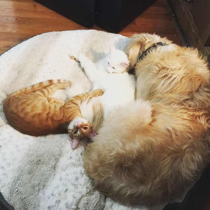 Post Pictures Of Cats And Dogs Living Together