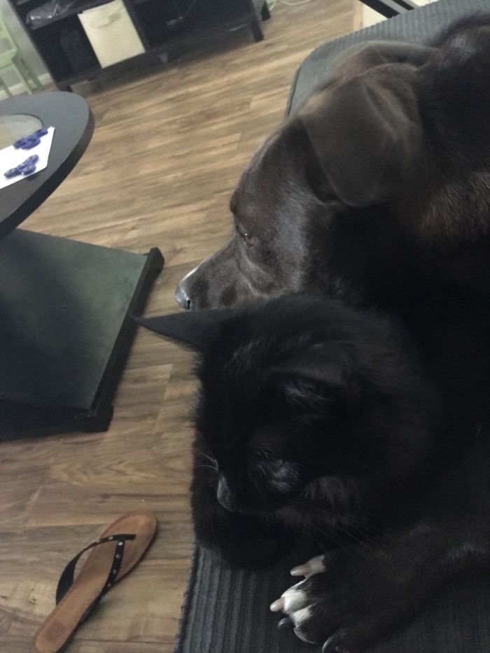 Post Pictures Of Cats And Dogs Living Together
