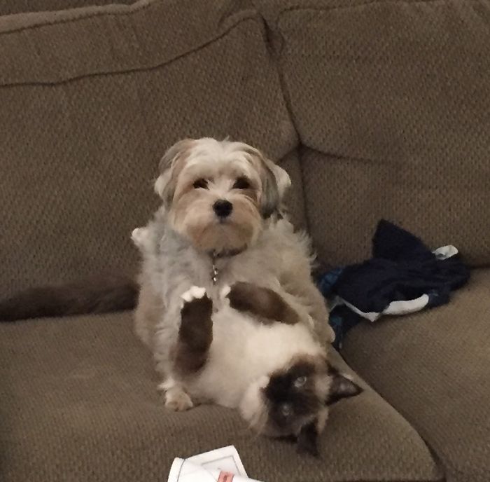 Post Pictures Of Cats And Dogs Living Together