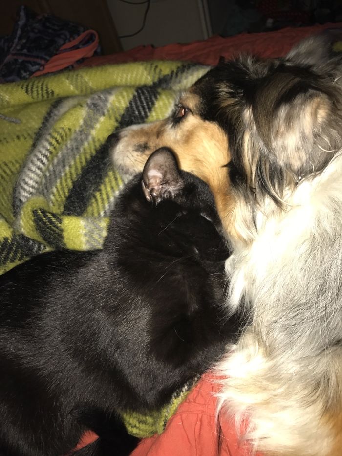Post Pictures Of Cats And Dogs Living Together