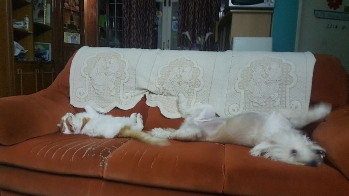 Post Pictures Of Cats And Dogs Living Together