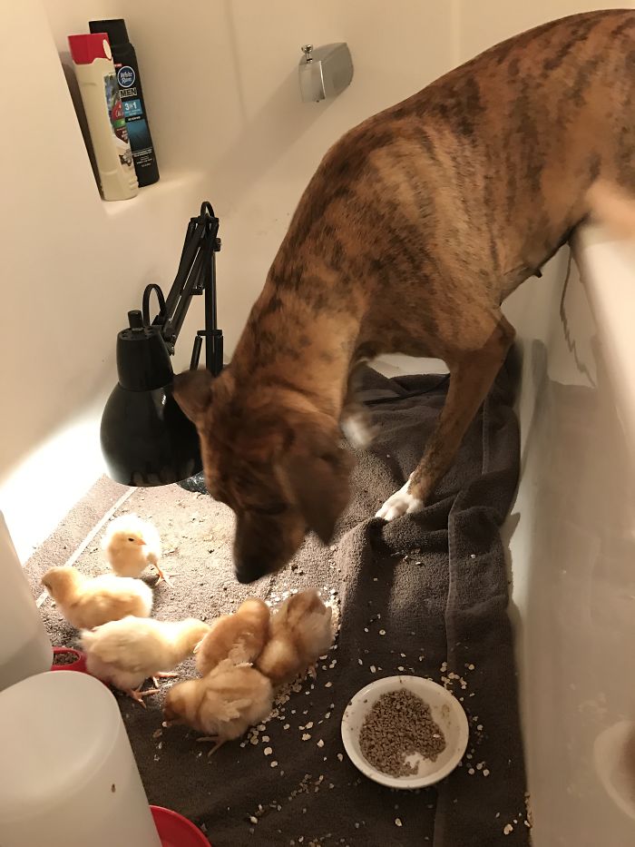 Post Pictures Of Cats And Dogs Living Together