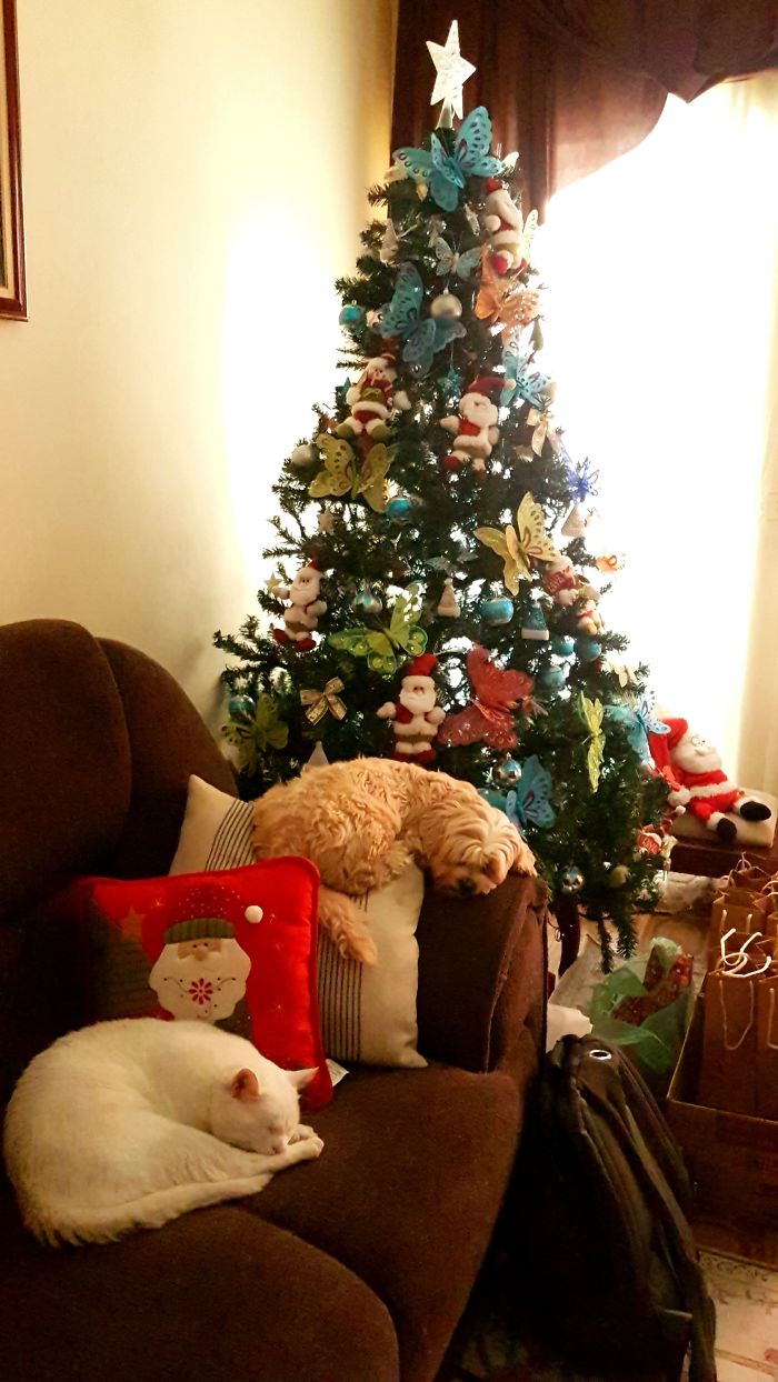 Post Pictures Of Cats And Dogs Living Together