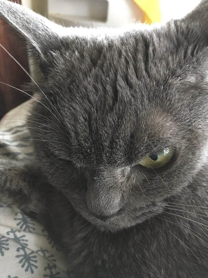 The World’s Angriest Cat Who Has Been In Shelter For Over 1 Year Now, And Her Face Says It All