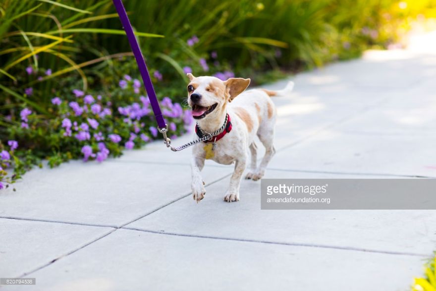 Getty Images & Amanda Foundation Ingeniously Harness The Industry To Rescue Abandoned Pets Getty Images & Amanda Foundation Ingeniously Harness The Industry To Rescue Abandoned Pets