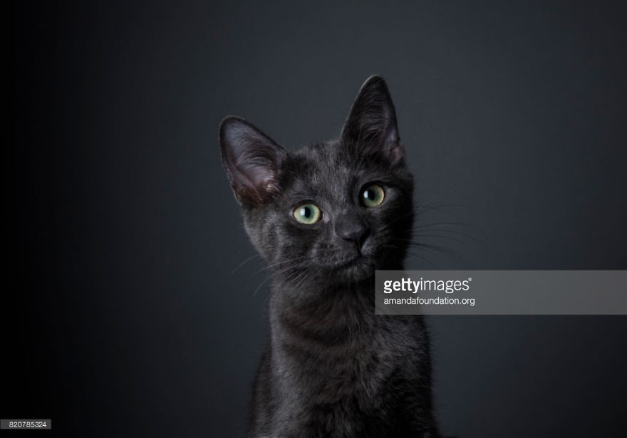 Getty Images & Amanda Foundation Ingeniously Harness The Industry To Rescue Abandoned Pets Getty Images & Amanda Foundation Ingeniously Harness The Industry To Rescue Abandoned Pets