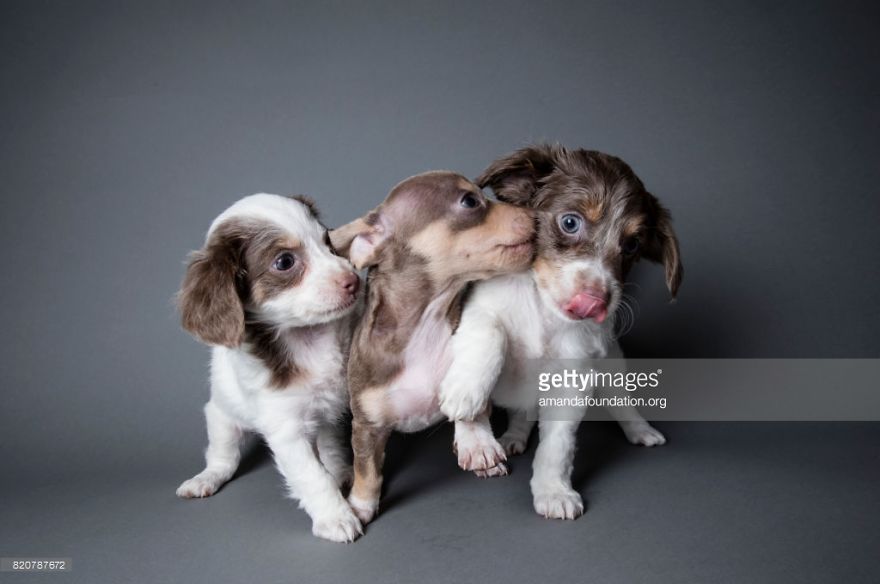 Getty Images & Amanda Foundation Ingeniously Harness The Industry To Rescue Abandoned Pets Getty Images & Amanda Foundation Ingeniously Harness The Industry To Rescue Abandoned Pets