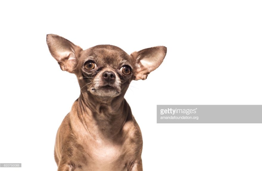 Getty Images & Amanda Foundation Ingeniously Harness The Industry To Rescue Abandoned Pets Getty Images & Amanda Foundation Ingeniously Harness The Industry To Rescue Abandoned Pets