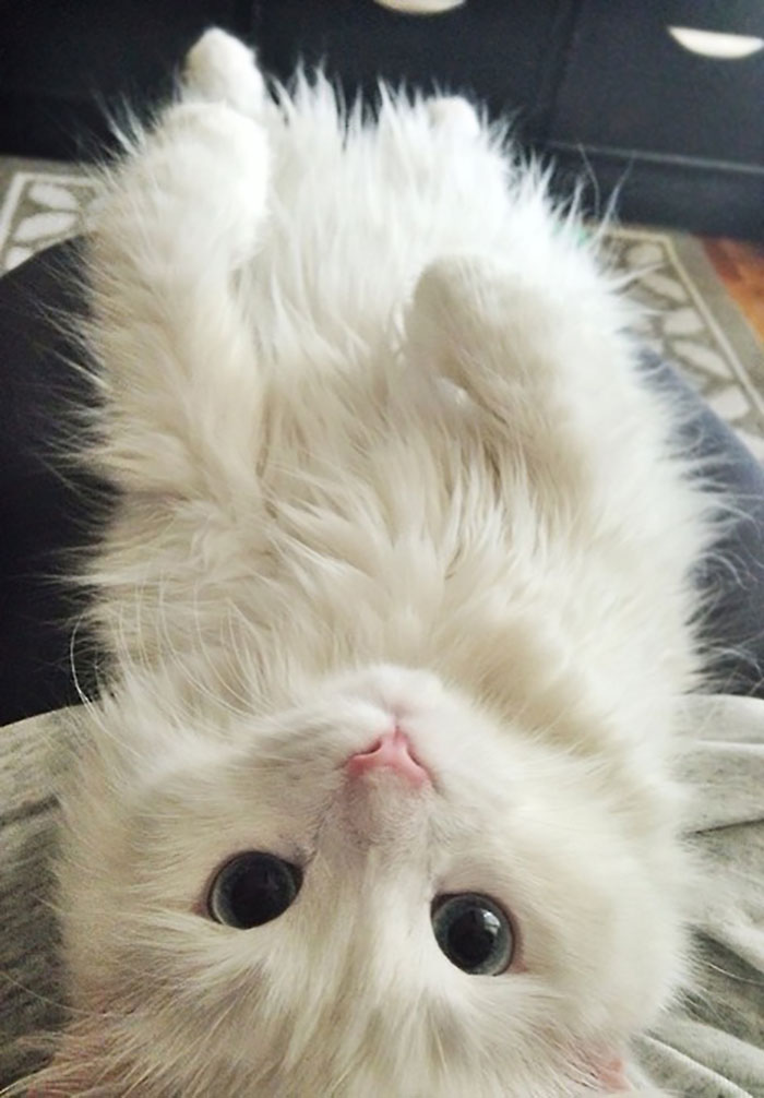 50 People Who Said They Didn’t Want The Damn Cats 50 People Who Said They Didn’t Want The Damn Cats