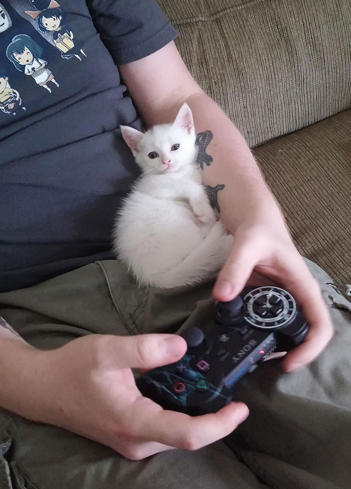 50 People Who Said They Didn’t Want The Damn Cats 50 People Who Said They Didn’t Want The Damn Cats