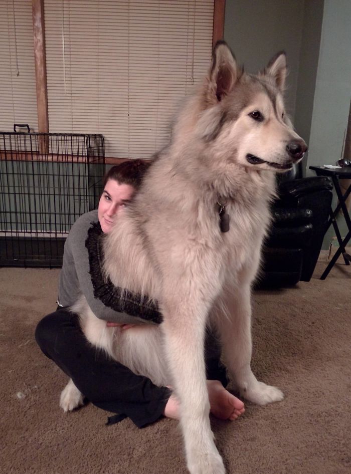 178 Dogs Who Don’t Understand How BIG They Are And Think They’re Lap Dogs (Add Yours) 178 Dogs Who Don’t Understand How BIG They Are And Think They’re Lap Dogs (Add Yours)