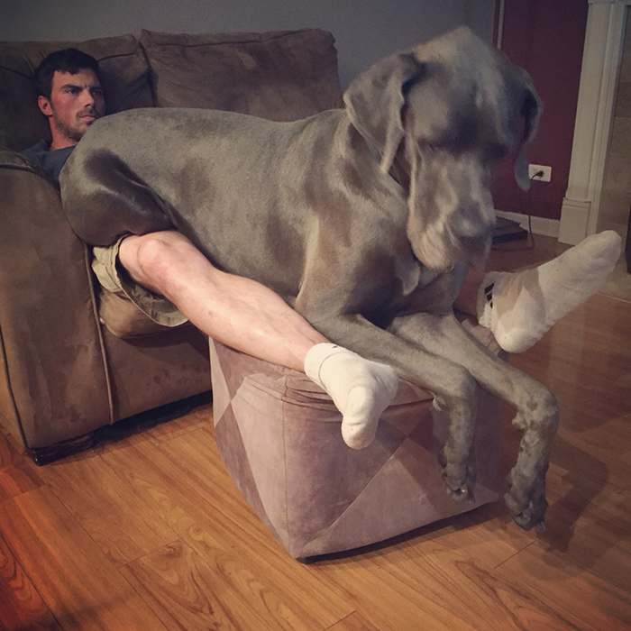 178 Dogs Who Don’t Understand How BIG They Are And Think They’re Lap Dogs (Add Yours) 178 Dogs Who Don’t Understand How BIG They Are And Think They’re Lap Dogs (Add Yours)