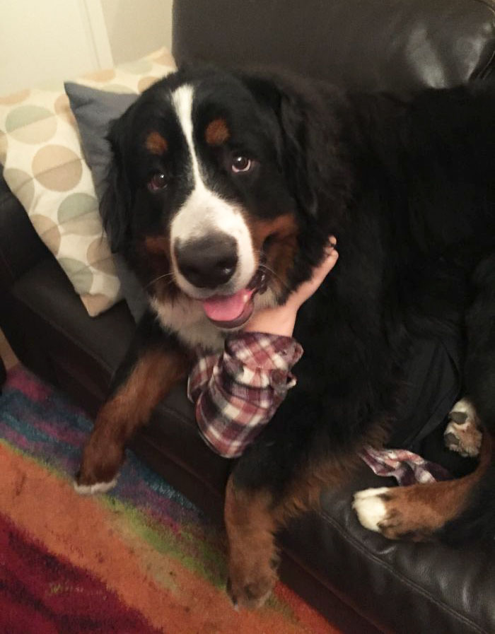 178 Dogs Who Don’t Understand How BIG They Are And Think They’re Lap Dogs (Add Yours) 178 Dogs Who Don’t Understand How BIG They Are And Think They’re Lap Dogs (Add Yours)