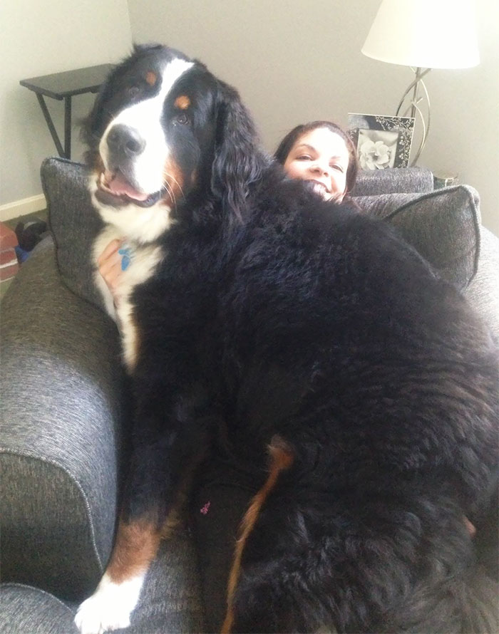 178 Dogs Who Don’t Understand How BIG They Are And Think They’re Lap Dogs (Add Yours) 178 Dogs Who Don’t Understand How BIG They Are And Think They’re Lap Dogs (Add Yours)