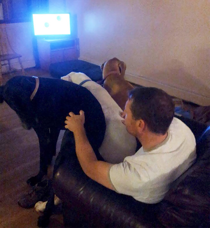 178 Dogs Who Don’t Understand How BIG They Are And Think They’re Lap Dogs (Add Yours) 178 Dogs Who Don’t Understand How BIG They Are And Think They’re Lap Dogs (Add Yours)